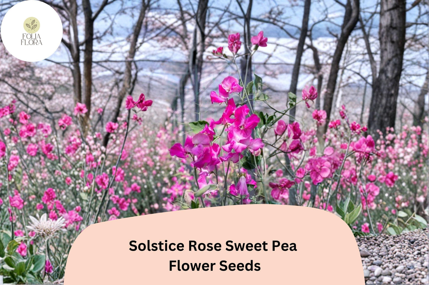 Solstice Rose Sweet Pea Seeds - Lathyrus odoratus Climbing Vine with Rose-Pink Fragrant Blooms (50+ Seeds)