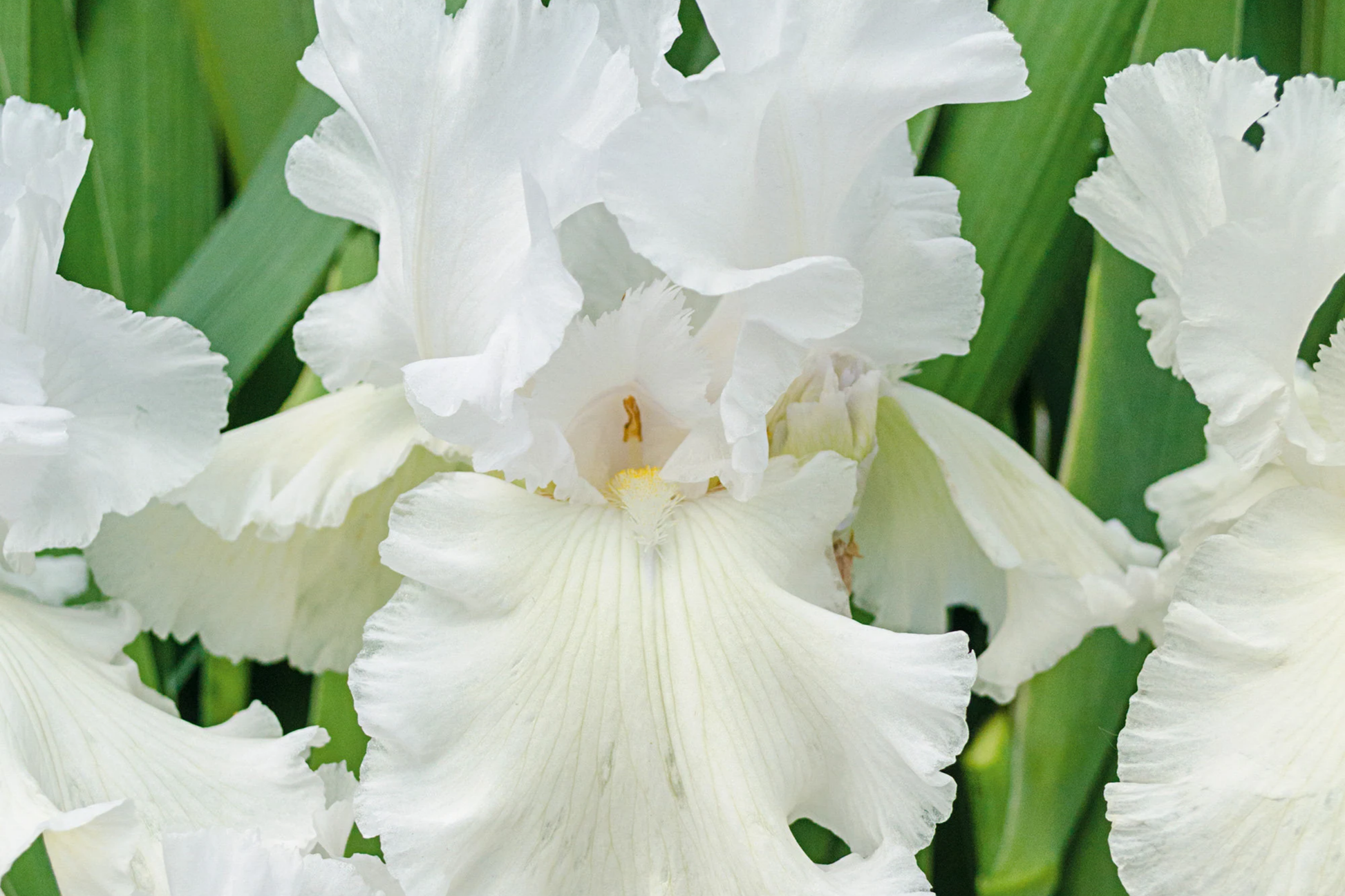 Immortality Iris Plant - Quart Pot | Fragrant Reblooming White Flowers | Perennial Deer Resistant Hardy Zones 3-10