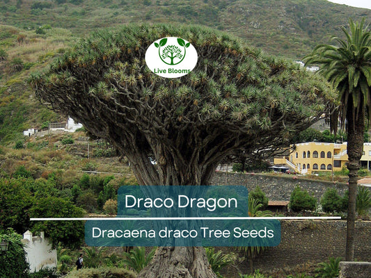 10 Draco Dragon Tree Seeds (Dracaena draco) | Rare Hardy Ornamental Plant Seeds for Indoor & Outdoor