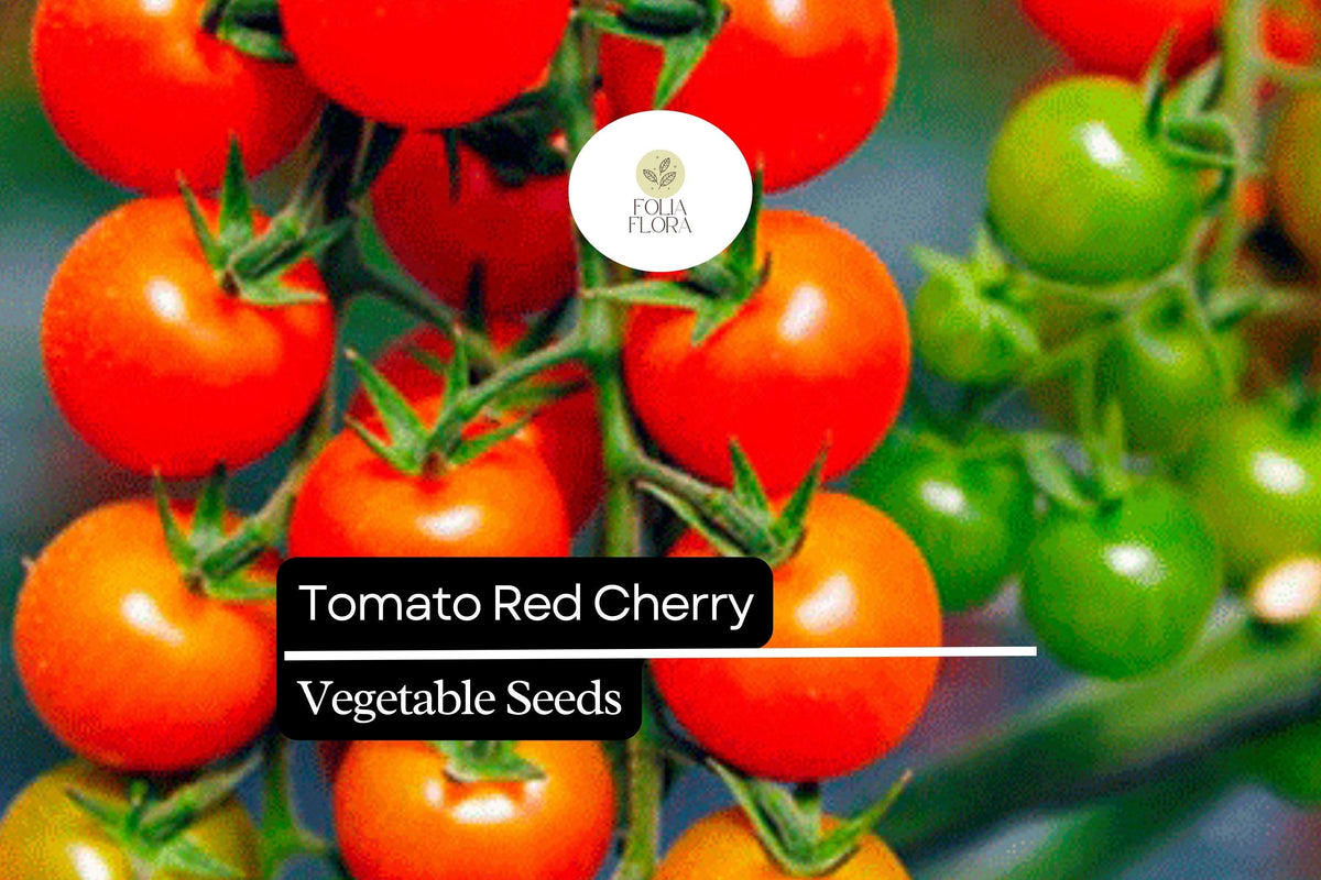 Red Cherry Tomato Seeds - 50 Count, Sweet & Bite-Sized (Solanum lycopersicum) for Fresh Eating, Salads, and Snacking