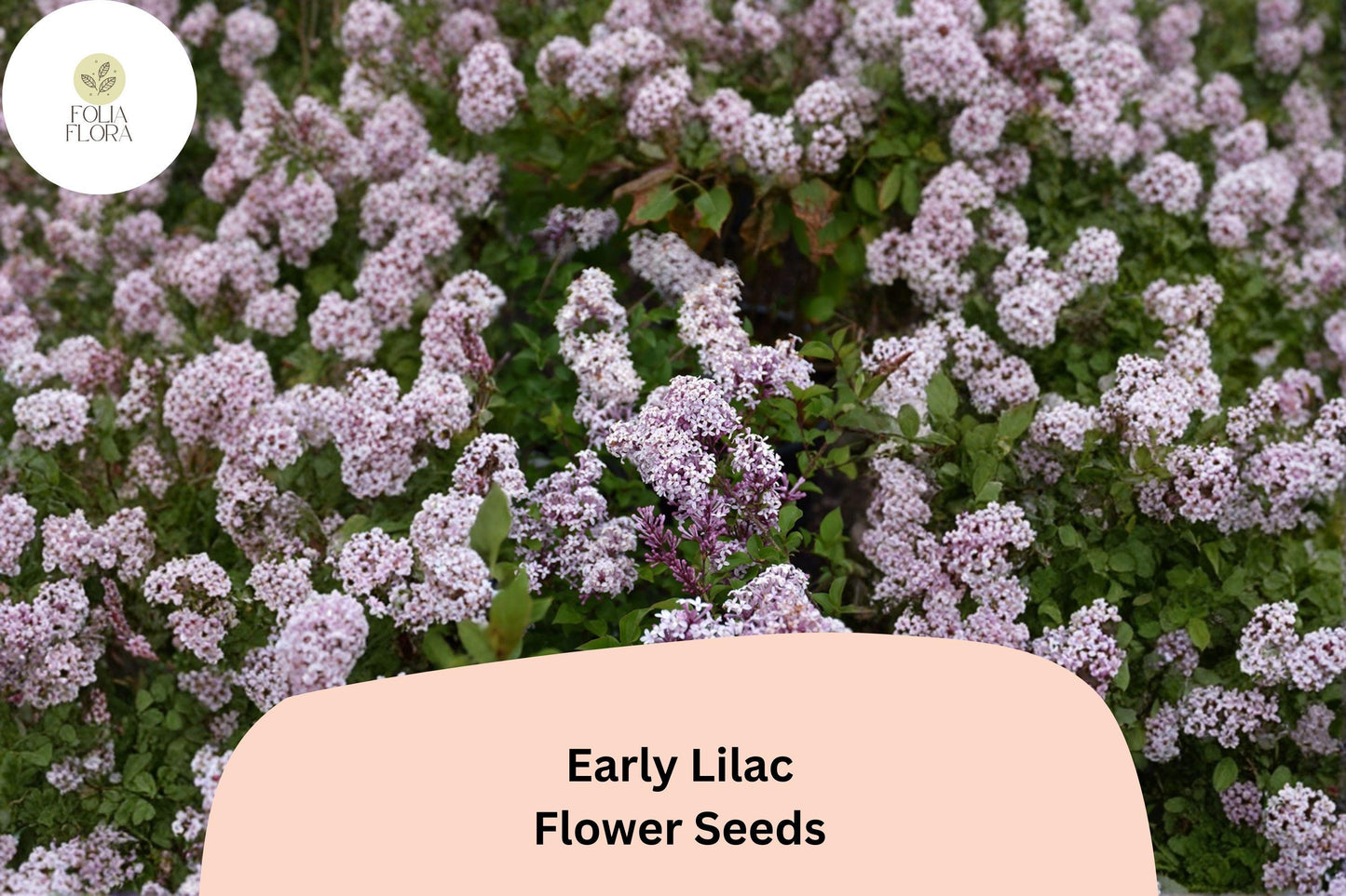 Early Lilac Seeds - 25 Syringa oblata | Fragrant Purple Flowering Shrub for Garden Borders