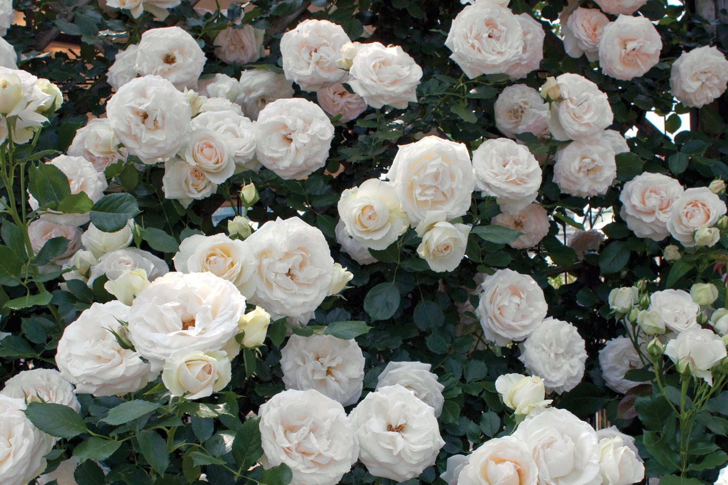 White Eden Climbing Rose 1.5 Gal Pot - Creamy White Blush Flowers, 100+ Petals, Own Root, Hardy Zones 5-9, Repeats Blooming, Disease Resistant