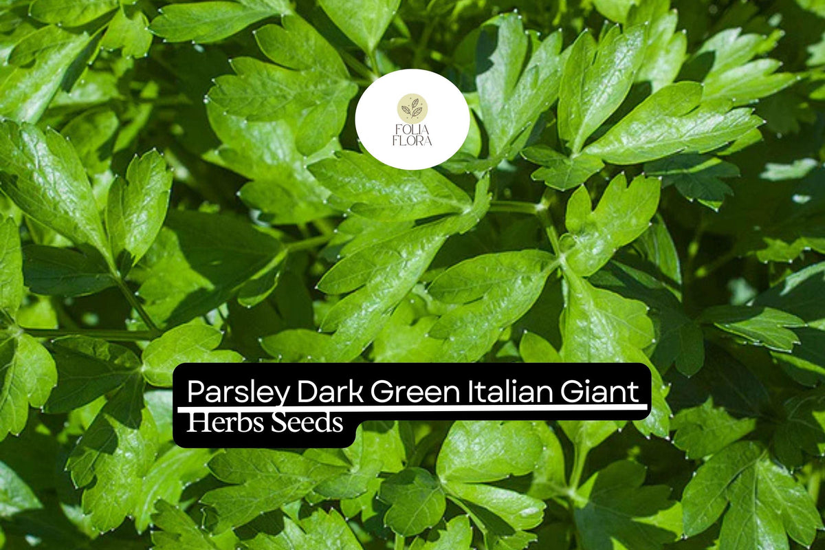 1000 Seeds Dark Green Italian Giant Parsley | Petroselinum crispum | Heirloom, Non-GMO Culinary Herb for Cooking and Garnishing