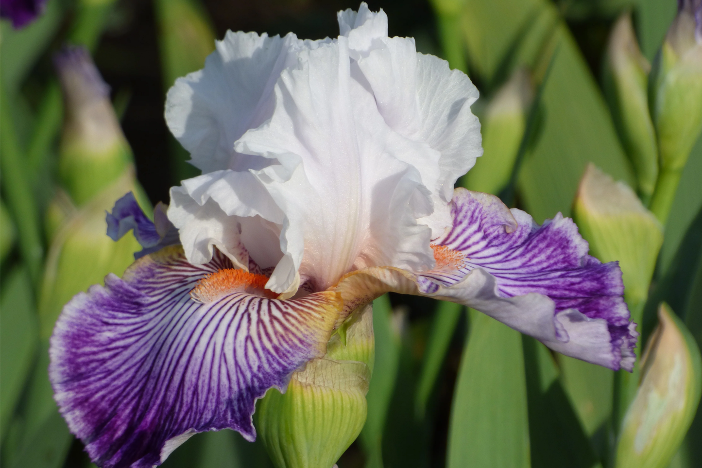 Crows Feet Iris Plant Quart Pot - Fragrant Purple & White Blooms, Perennial, Deer-Resistant, Hardy Zones 3-10