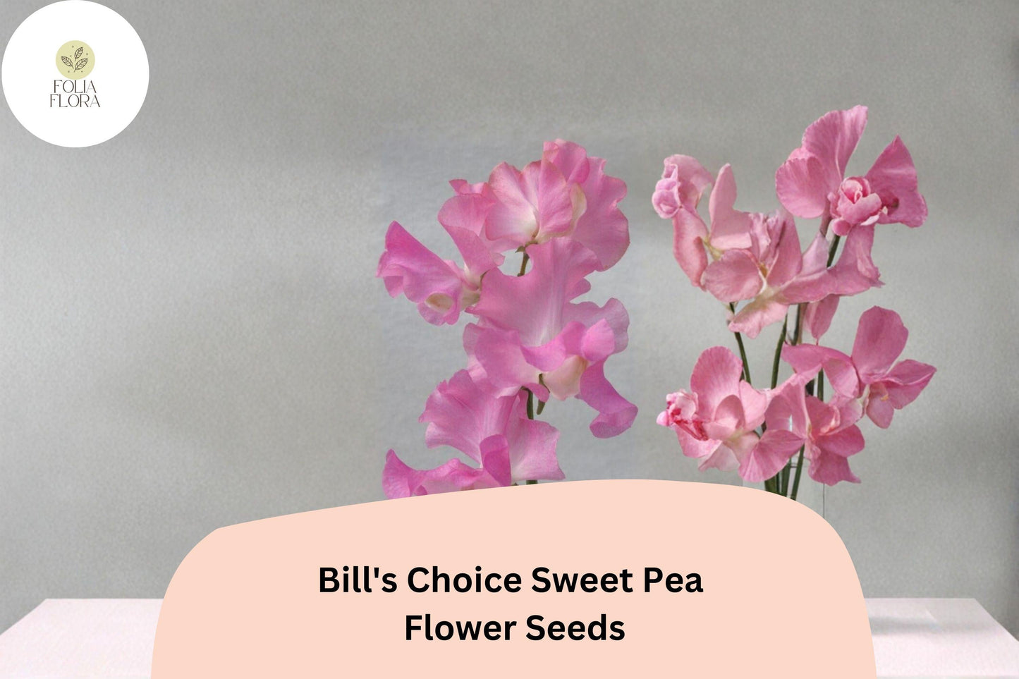 Bill’s Choice Sweet Pea Seeds – Pink Climbing Annual Flowers, 50+ Seeds for Trellis & Cottage Gardens