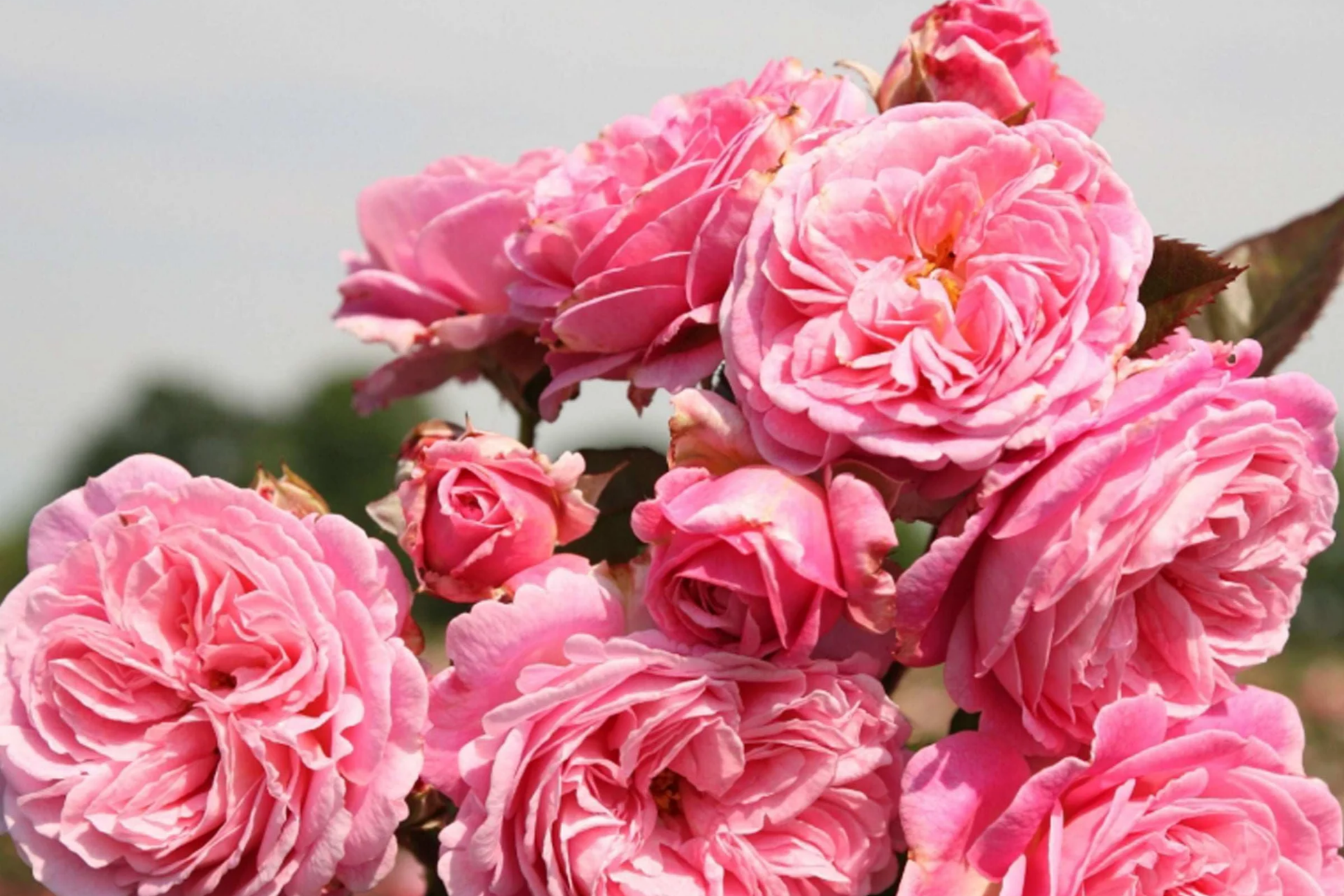 Summer Romance Rose 1.5 Gal - Fragrant Pink Floribunda with Apple & Licorice Scent, Own-Root, Rebloomer, Hardy Zones 5-10