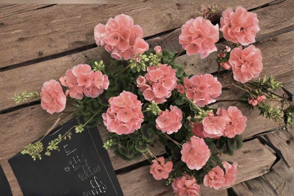 Coral Zonal Geranium Cuttings 10 Unrooted Pelargonium Flowering Plant for Propagation