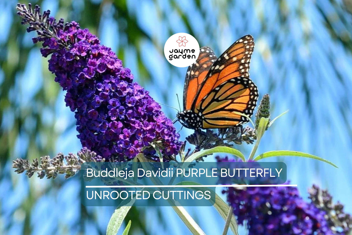 Purple Butterfly Bush Cuttings - 7 Unrooted 6" Live Plants, Buddleja davidii, Fast-Growing Flowering Shrub for Garden, USDA Zones 5-9