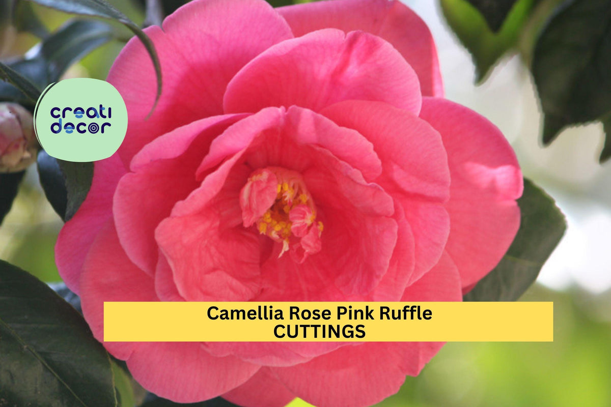 10 Camellia Rose Pink Ruffle Unrooted Cuttings – 5” Pink Blooms Feb-May, Evergreen Shrub for Partial Shade