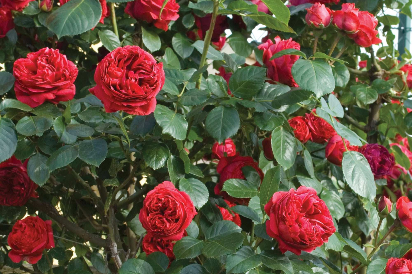 Red Eden Climbing Rose Plant - 1.5 Gal, Large Crimson Blooms, Fragrant Tea Scent, Own-Root, Hardy Climber Rose