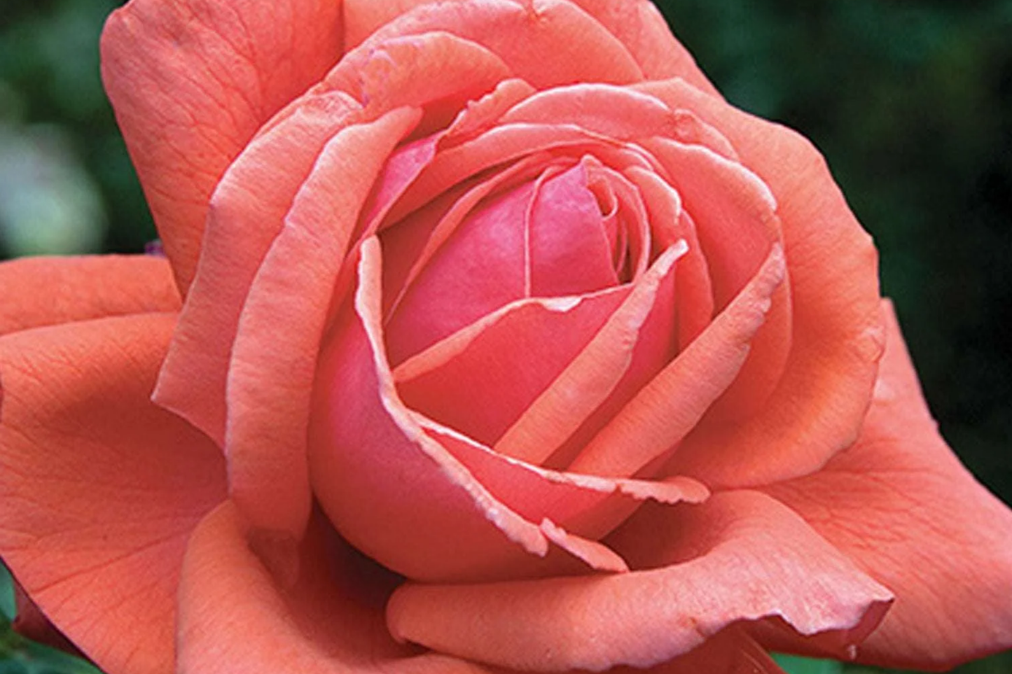 Fragrant Cloud Rose Plant - 1.5 Gal Hybrid Tea with Large Coral Red Flowers & Honey Fragrance