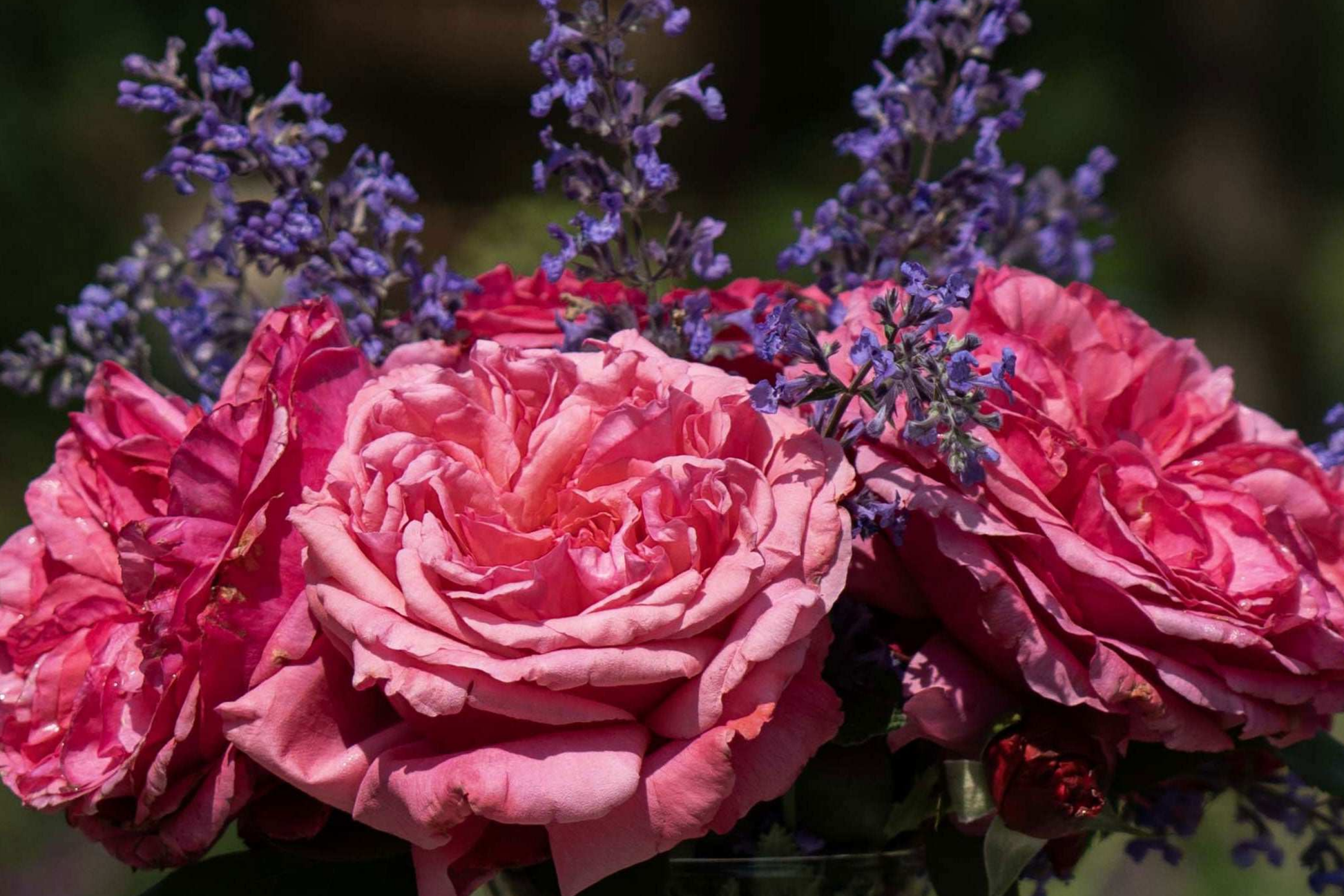 Loves Me Loves Me Not Rose - 1.5 Gal Pot | Fragrant Deep Pink Hybrid Tea with 200+ Petals | Reblooming Own-Root Rose | Zones 5-10