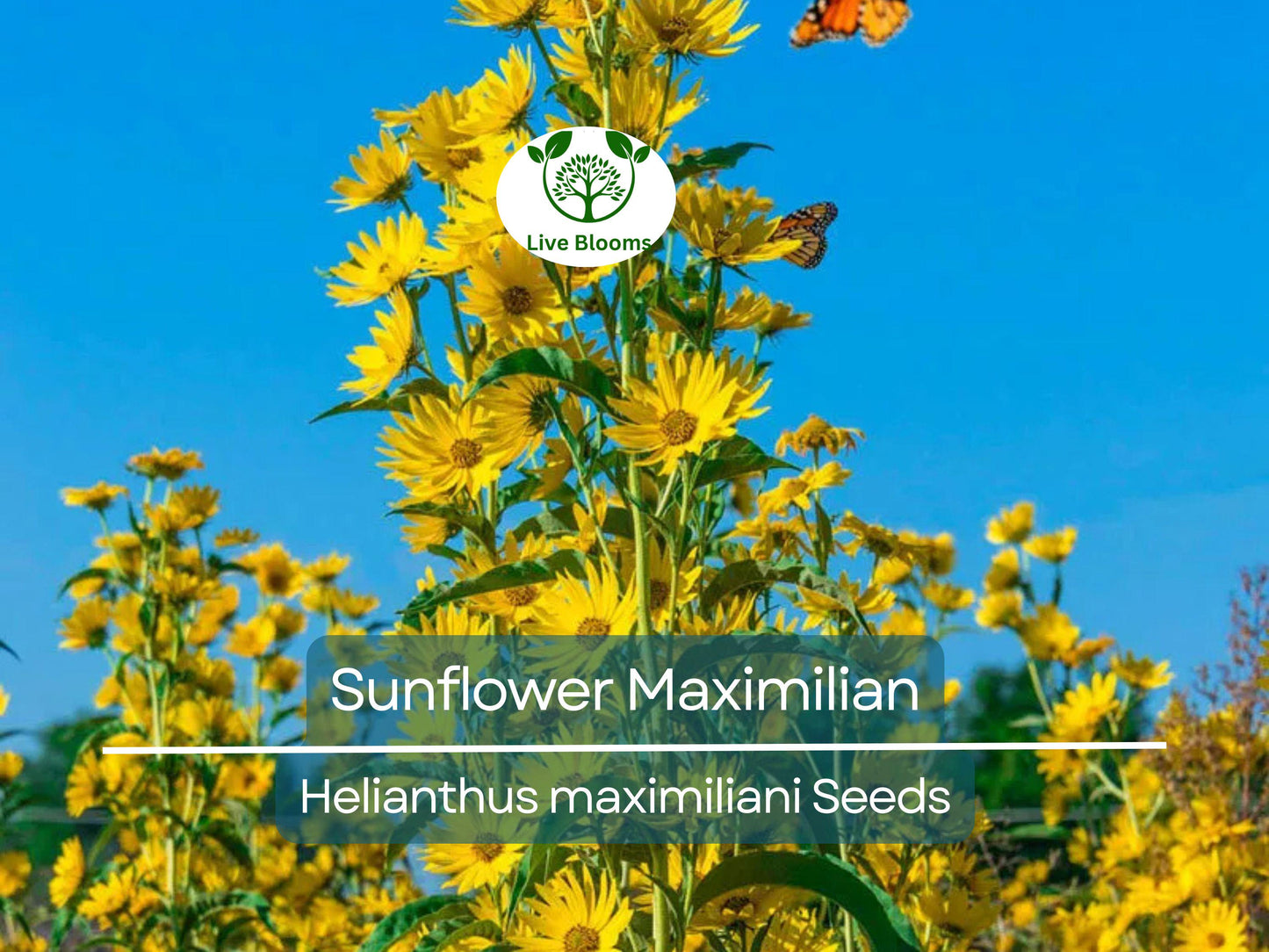 100 Seeds Sunflower Maximilian Perennial Flowers Non-GMO Attracts Butterflies & Finches