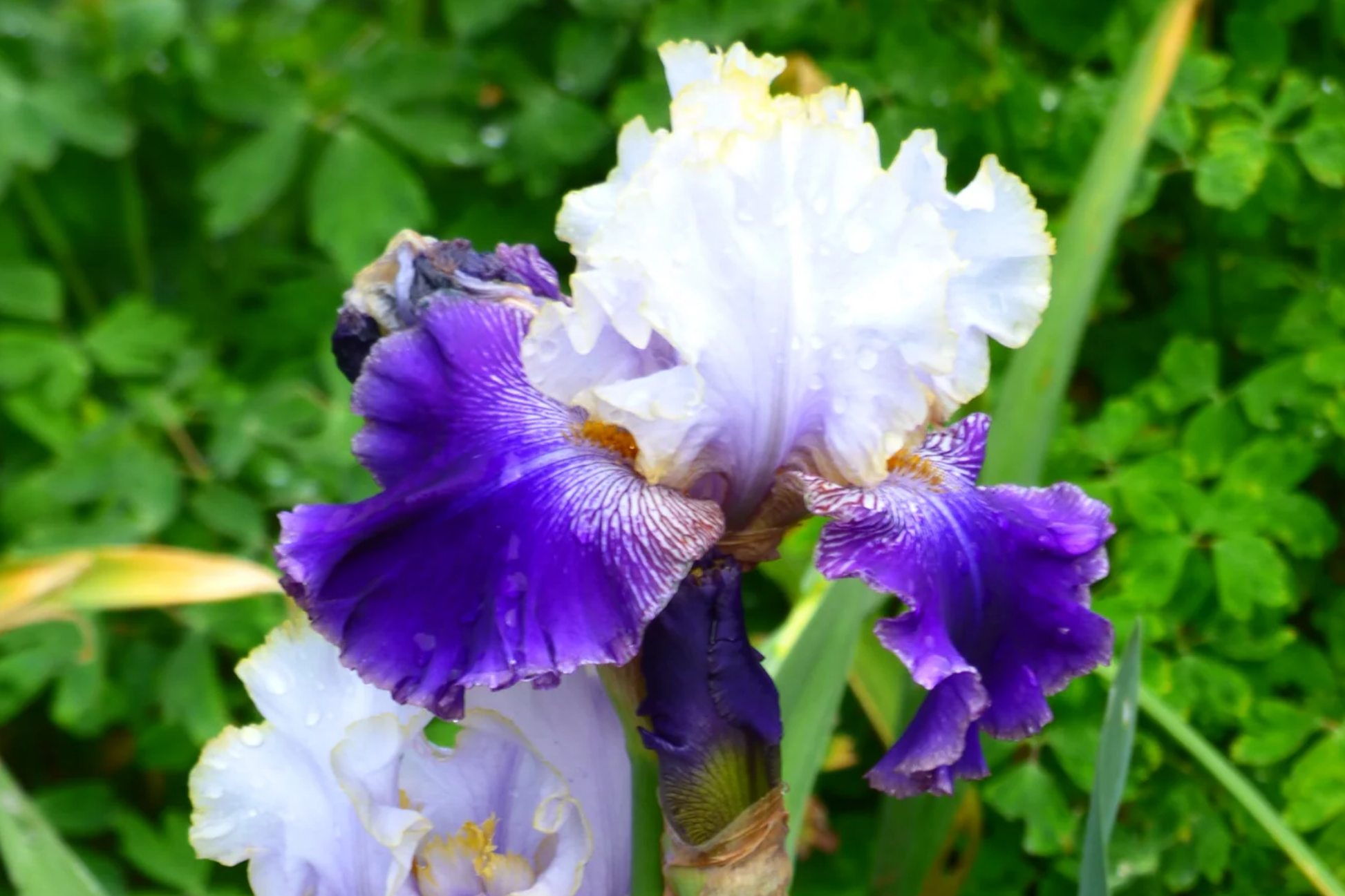 Slovak Prince Iris Perennial Quart Pot | Fragrant Purple, White & Gold Bearded Iris | Deer-Resistant, Drought-Tolerant Garden Plant