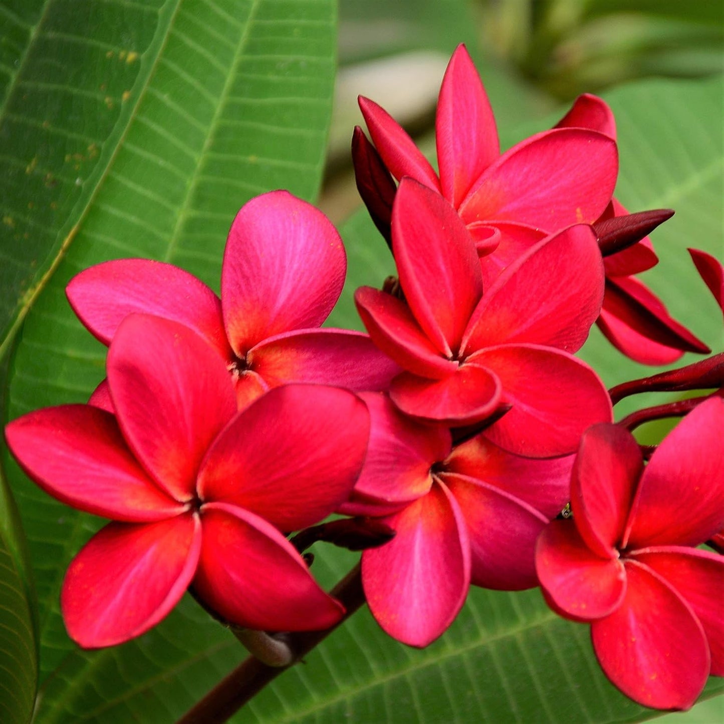 Red Hawaiian Plumeria Cutting 9-12" Fragrant Frangipani Flower Tropical Garden Starter Plant