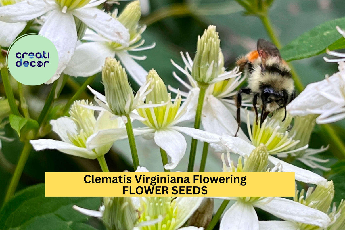 50 Seeds Clematis Virginiana - Native Perennial Vine with Fragrant White Blooms for Trellises and Gardens