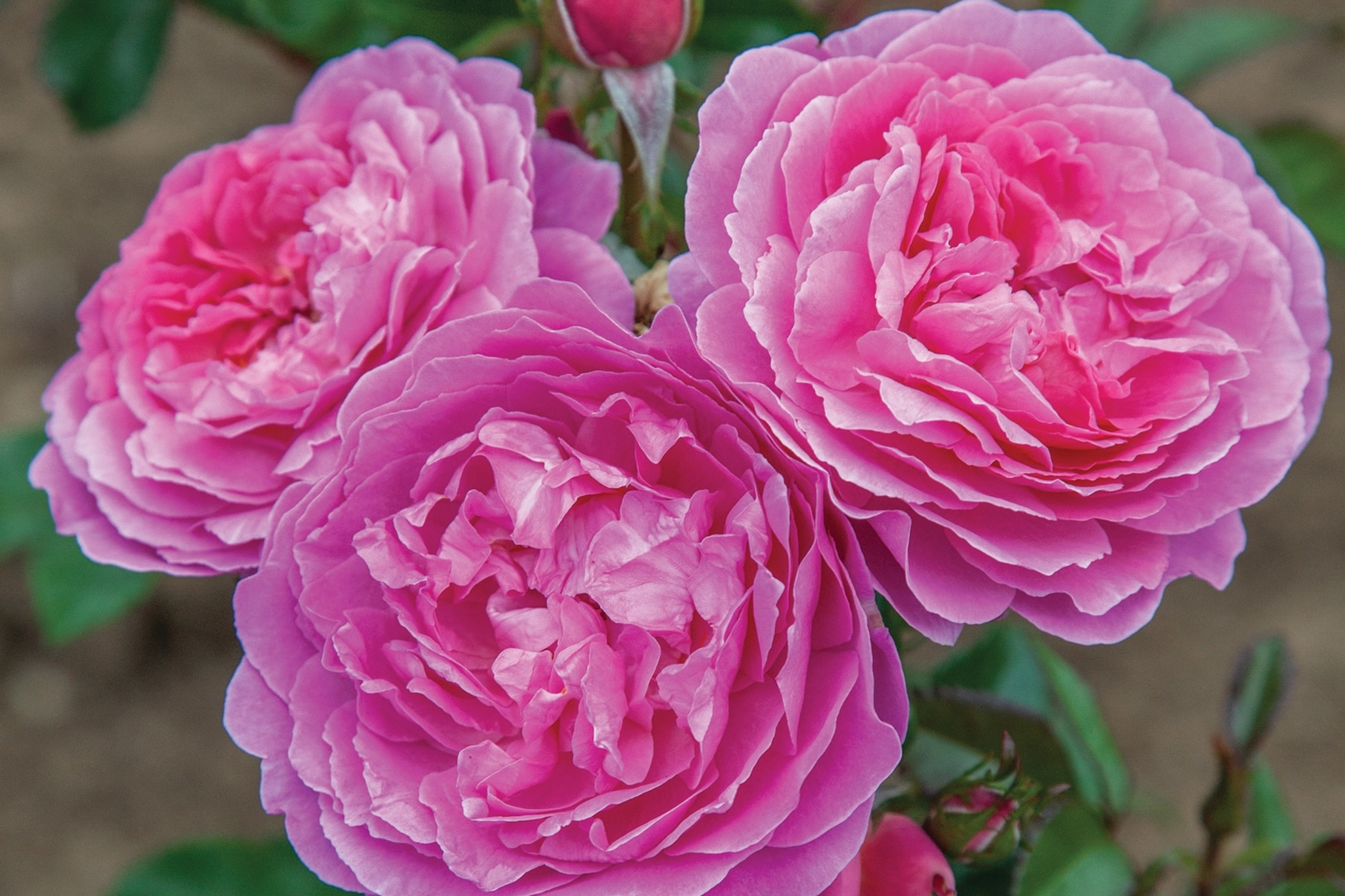 Orchid Romance Rose - 1.5 Gal Pot Fragrant Pink-Lavender Floribunda Reblooming Disease-Resistant Garden Rose Zones 5-10