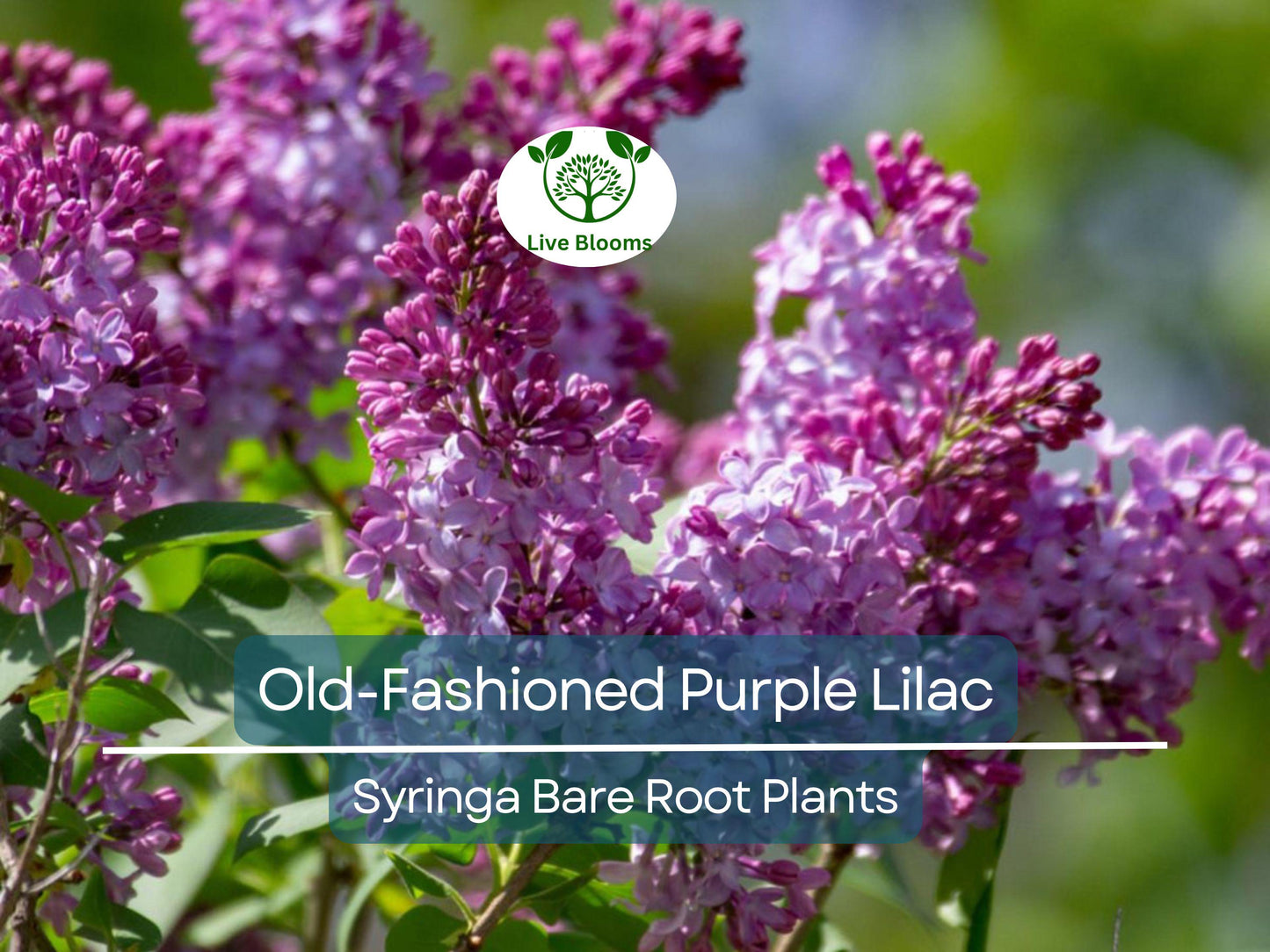 2 Old-Fashioned Purple Lilac Shrubs – Fragrant Bare Root Heirloom Plants for Spring Garden & Hedge