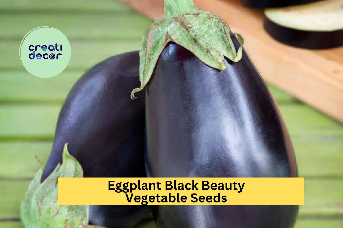 Black Beauty Eggplant Seeds 3pcs 300mg Heirloom Variety Solanum melongena Deep Purple Fruit for Summer Gardens