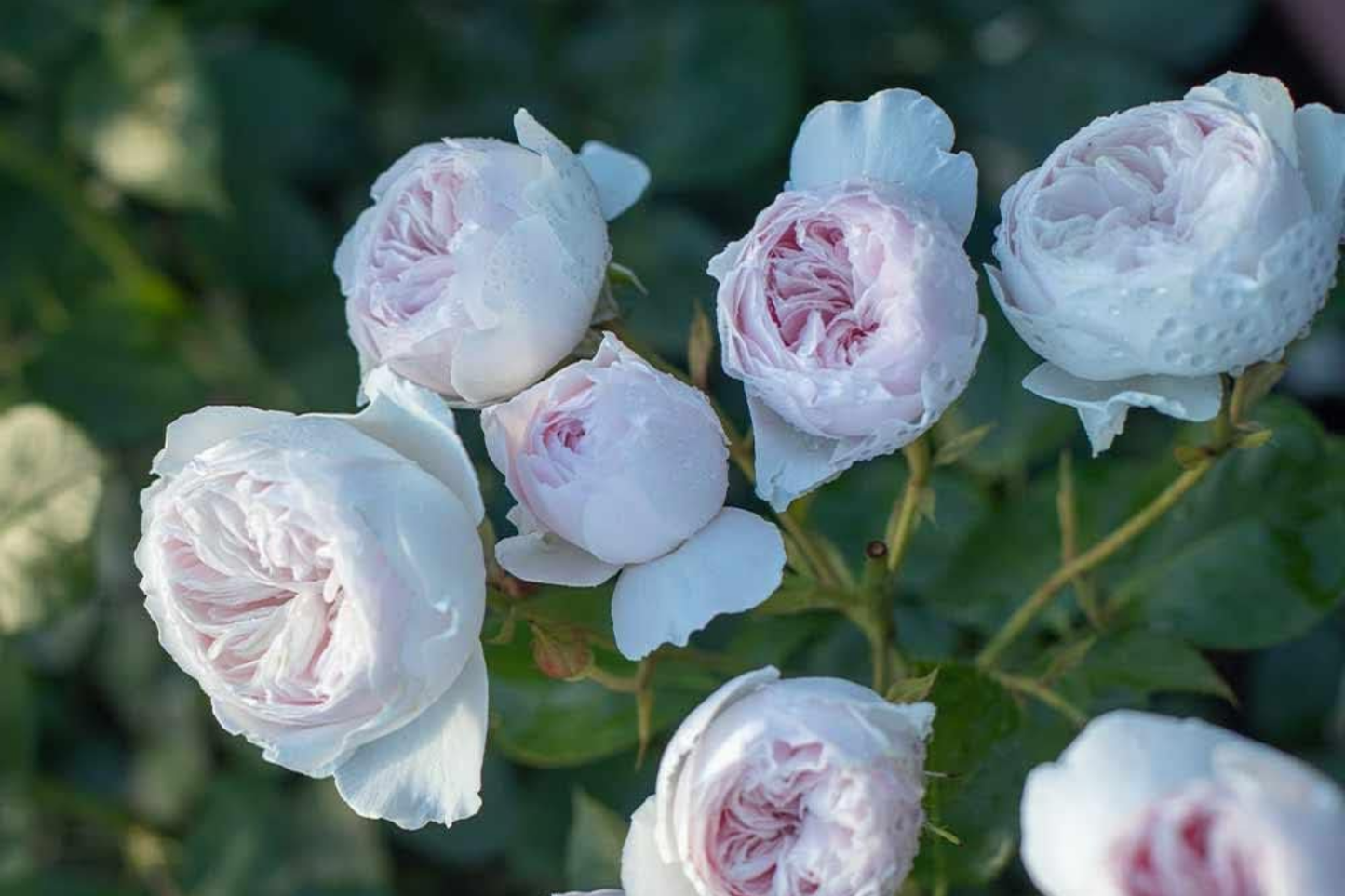Earth Angel Parfuma Rose - 1.5 Gal Pot, Fragrant Blush Pink Peony Blooms, Own-Root Floribunda, Disease-Resistant, Cold Hardy, Zones 5-10