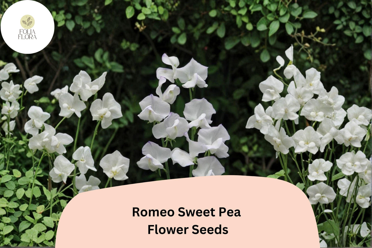 Romeo Sweet Pea Seeds (50+ Seeds) | White Blooms | Lathyrus odoratus | Annual Climbing Vine for Garden Planting