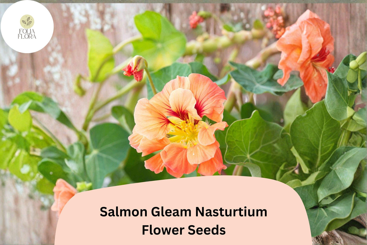50+ Salmon Gleam Nasturtium Seeds | Vibrant Salmon-Orange Trailing Annual | Tropaeolum majus
