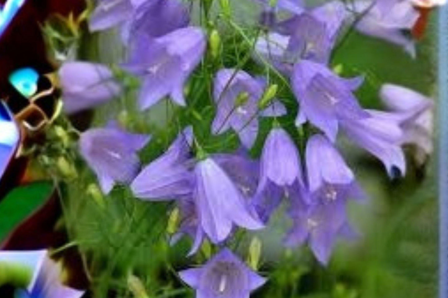Campanula rotundifolia Seeds - Harebells, Blue Nodding Perennial for Meadows & Rock Gardens, Pollinator-Friendly, 100 Seeds