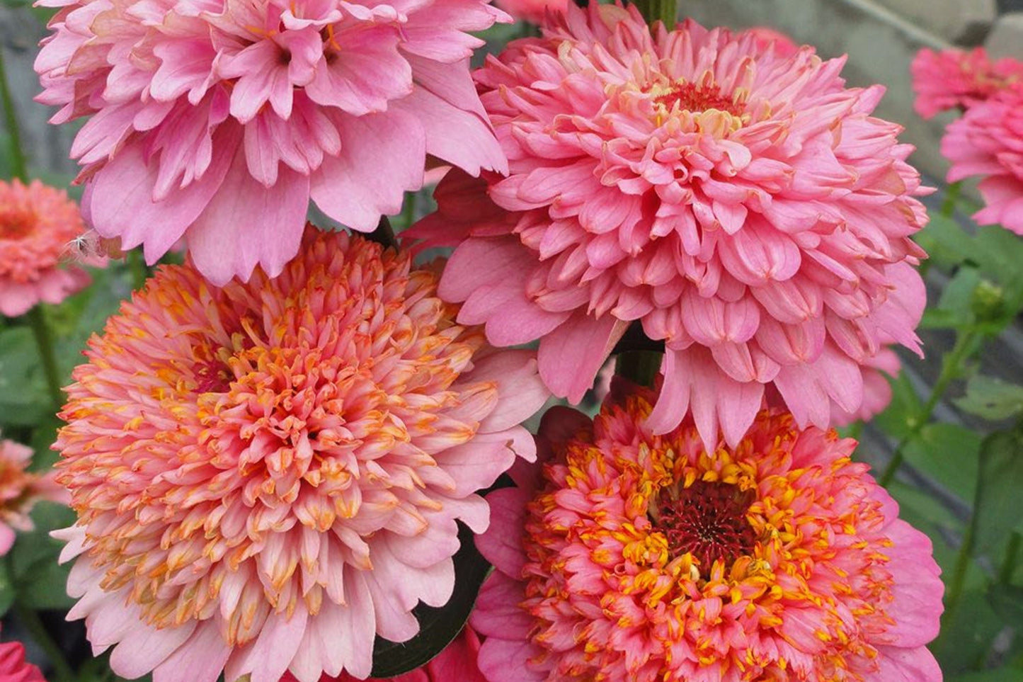 Pink Zinnia Seeds - Double Blooms, Butterfly & Hummingbird Attractant, Cut Flowers, USA Grown, Zinnia elegans, Summer Annual