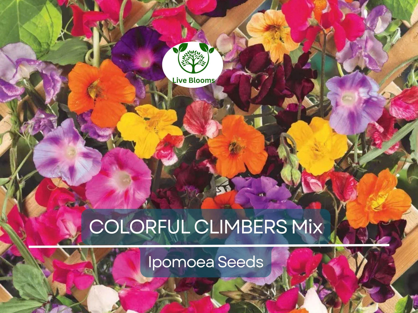 50 Seeds COLORFUL CLIMBERS Mix - Morning Glory, Sweet Pea, Nasturtium Vines for Vertical Gardens