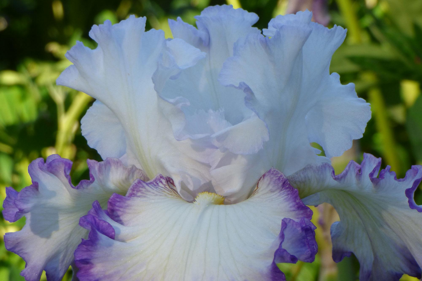 Center Ice Iris Plant - Quart Pot, Purple & White Bearded Iris, Hardy Perennial, Zones 3-10
