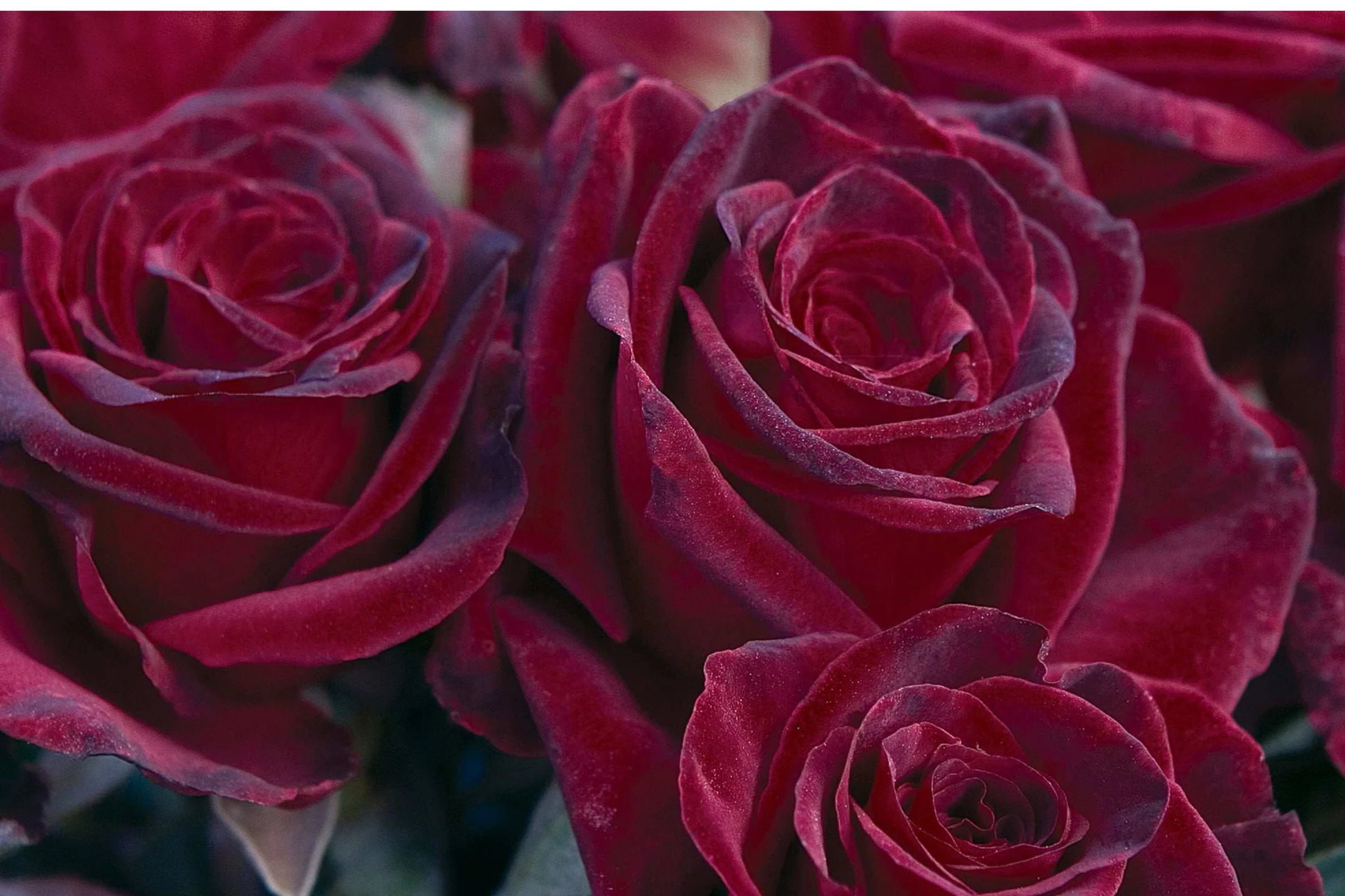 Black Baccara Rose 1.5 Gal Potted Deep Burgundy-Black Hybrid Tea Long-Lasting Cut Flowers Zones 6-10
