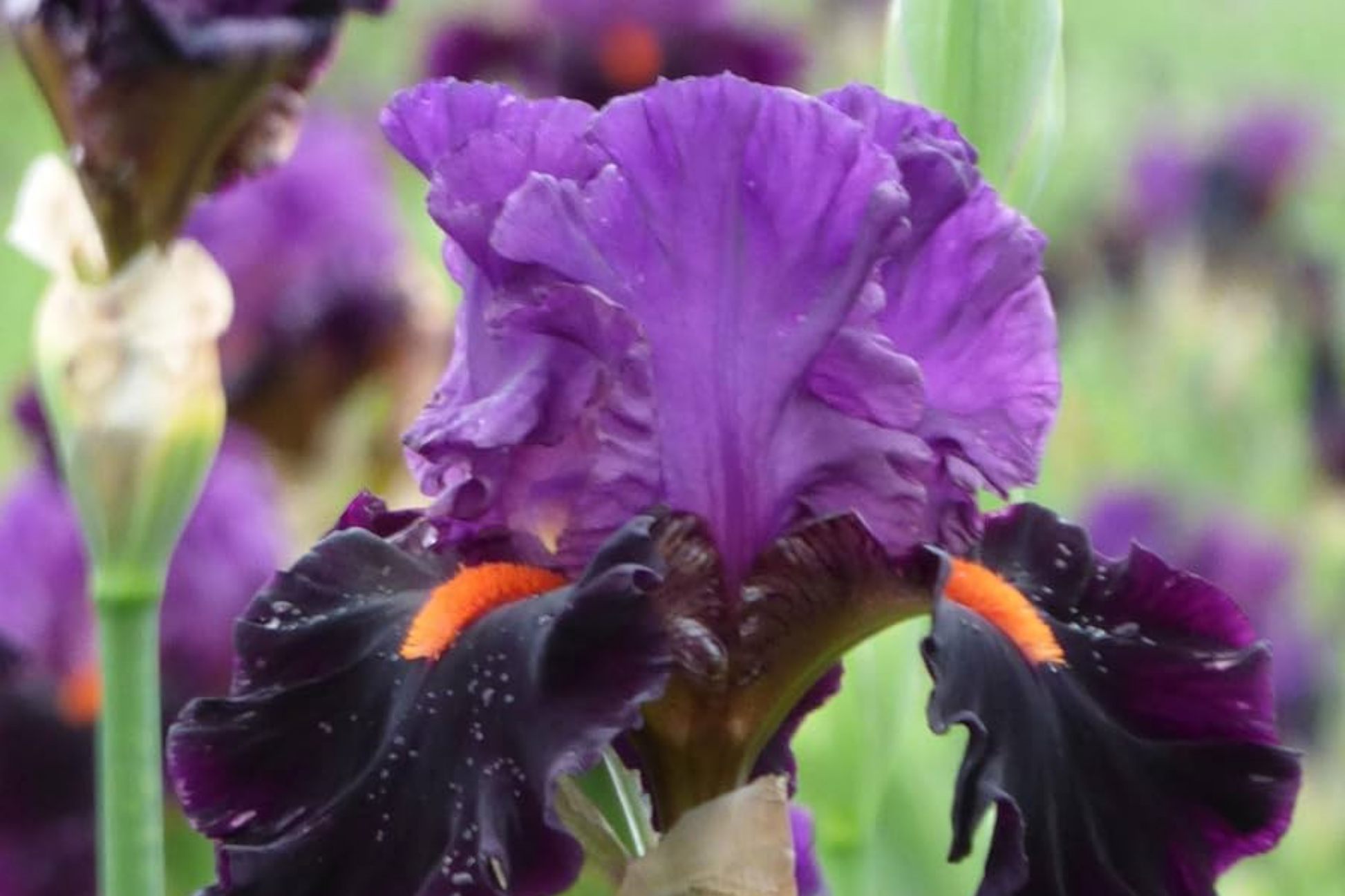 Sharp Dressed Man Iris Quart Pot | Fragrant Black-Purple Bearded Iris | Deer-Resistant Drought-Tolerant Perennial | Zones 3-10