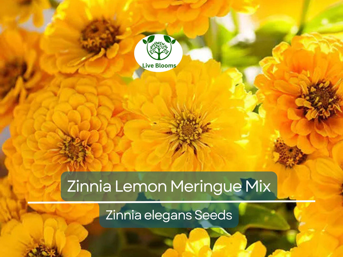 200 Seeds Zinnia Lemon Meringue Mix - Non-GMO Bright Yellow Annual Flowers for Pollinators