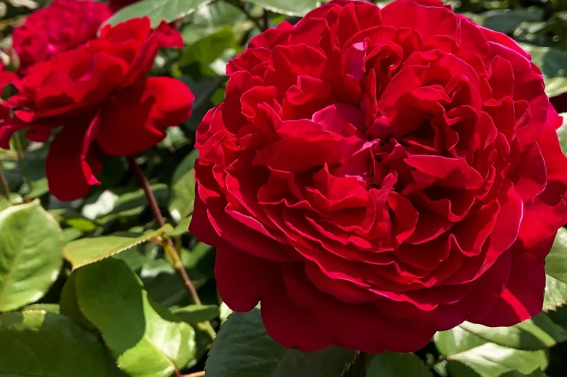Rouge Royal Rose Plant 1.5 Gal Potted - Fragrant Red Blooms, Heavy Reblooming Floribunda, Zones 6-10, Pesticide-Free