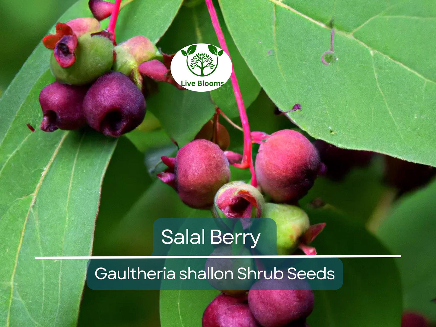 100 Salal Berry Seeds (Gaultheria shallon) - Edible Evergreen Shrub for USDA Zones 7-9