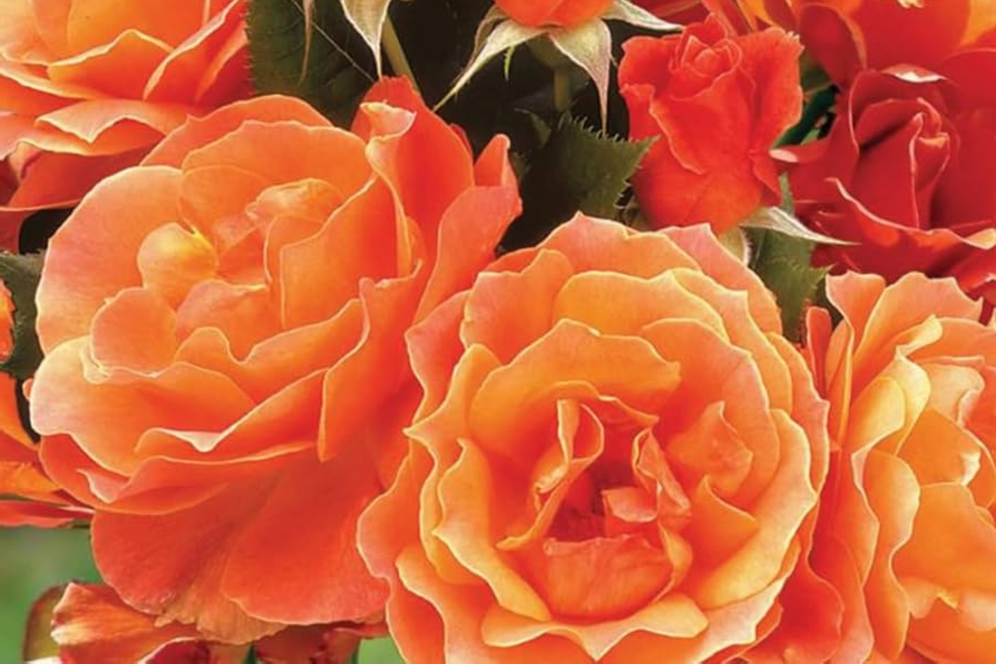 Gingersnap Rose Plant 1.5 Gal Potted Bright Orange Reblooming Floribunda Fragrant Pesticide-Free Zones 5-10