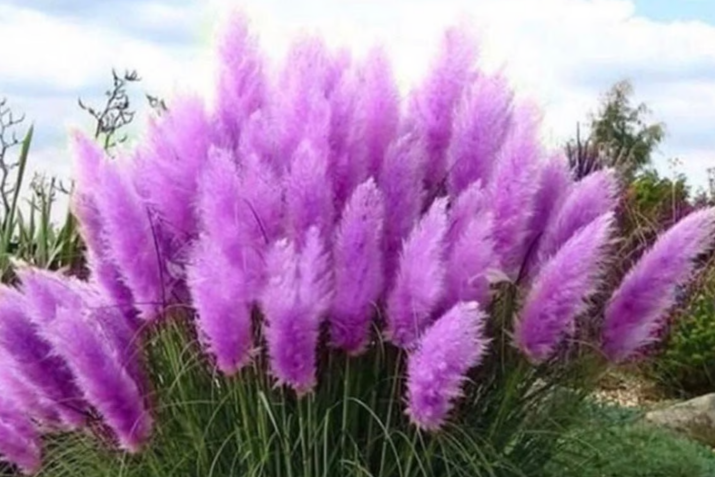 Purple Pampas Grass Live Plugs - Ornamental Cortaderia selloana with Dusty-Purple Plumes, 3-5" Tall