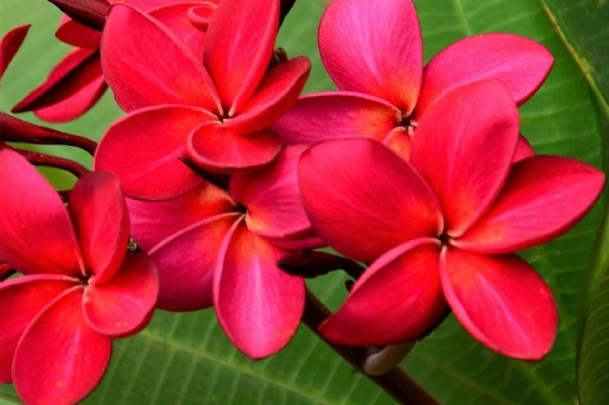 Hawaiian Red Plumeria (Frangipani) 8" Rooted Plant with Leaves - Tropical Fragrant Flower Starter
