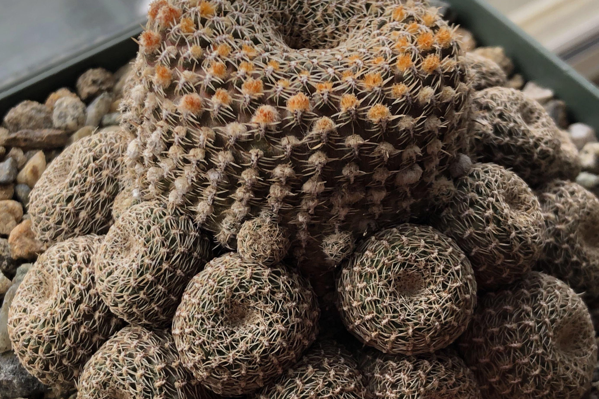 Rare Grafted Lobivia Famatimensis Cristata Purple Cactus with Brain Coral Shape and Orange Blooms