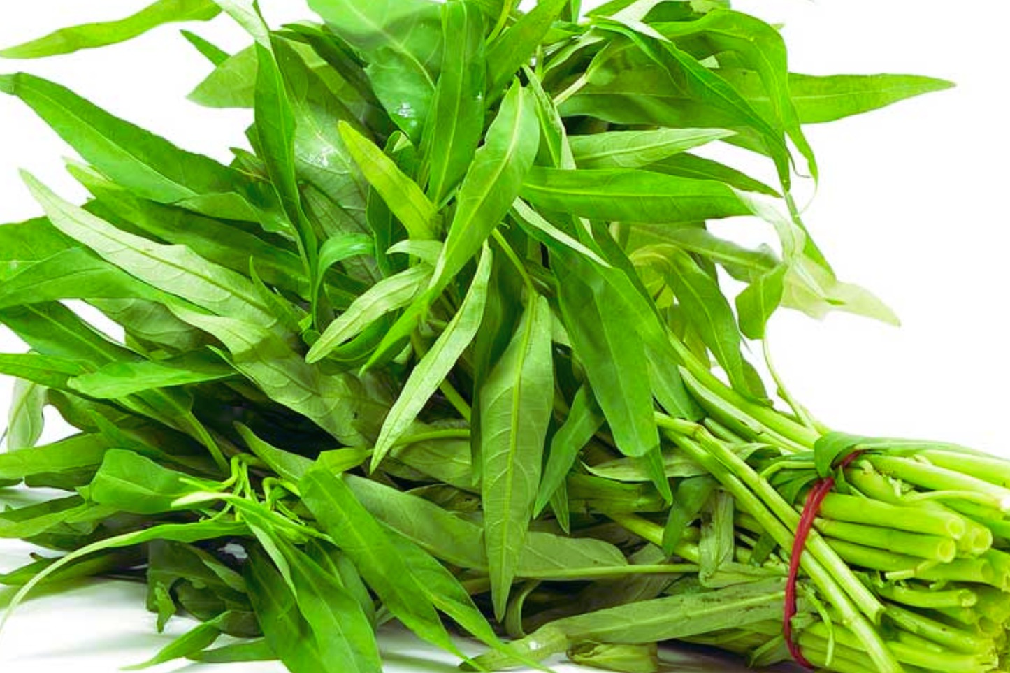 Thai Water Spinach Seeds - Ong Choy Kangkong Non-GMO Garden Seeds | Ipomoea aquatica
