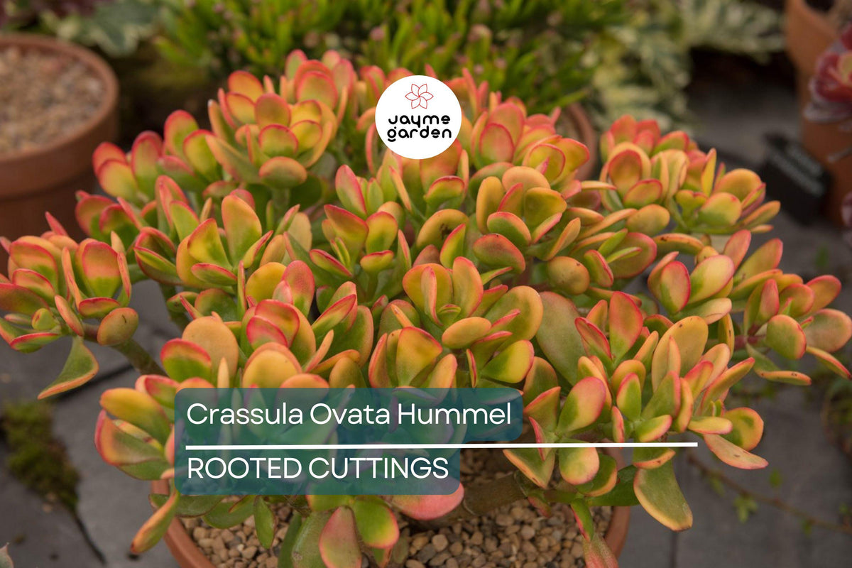 5 Crassula Ovata Hummel’s Sunset Cuttings - Golden Jade Plant Succulent - 3-4" Indoor Houseplant Starter - Money Plant