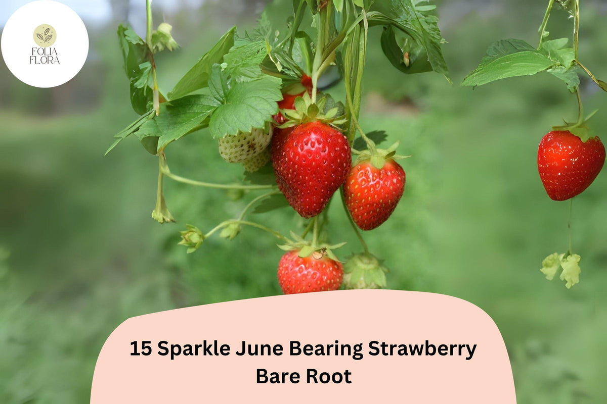15 Bare Root Sparkle Strawberry Plants | June-Bearing | Fragaria × ananassa | Bright Red Berries for Home Gardens