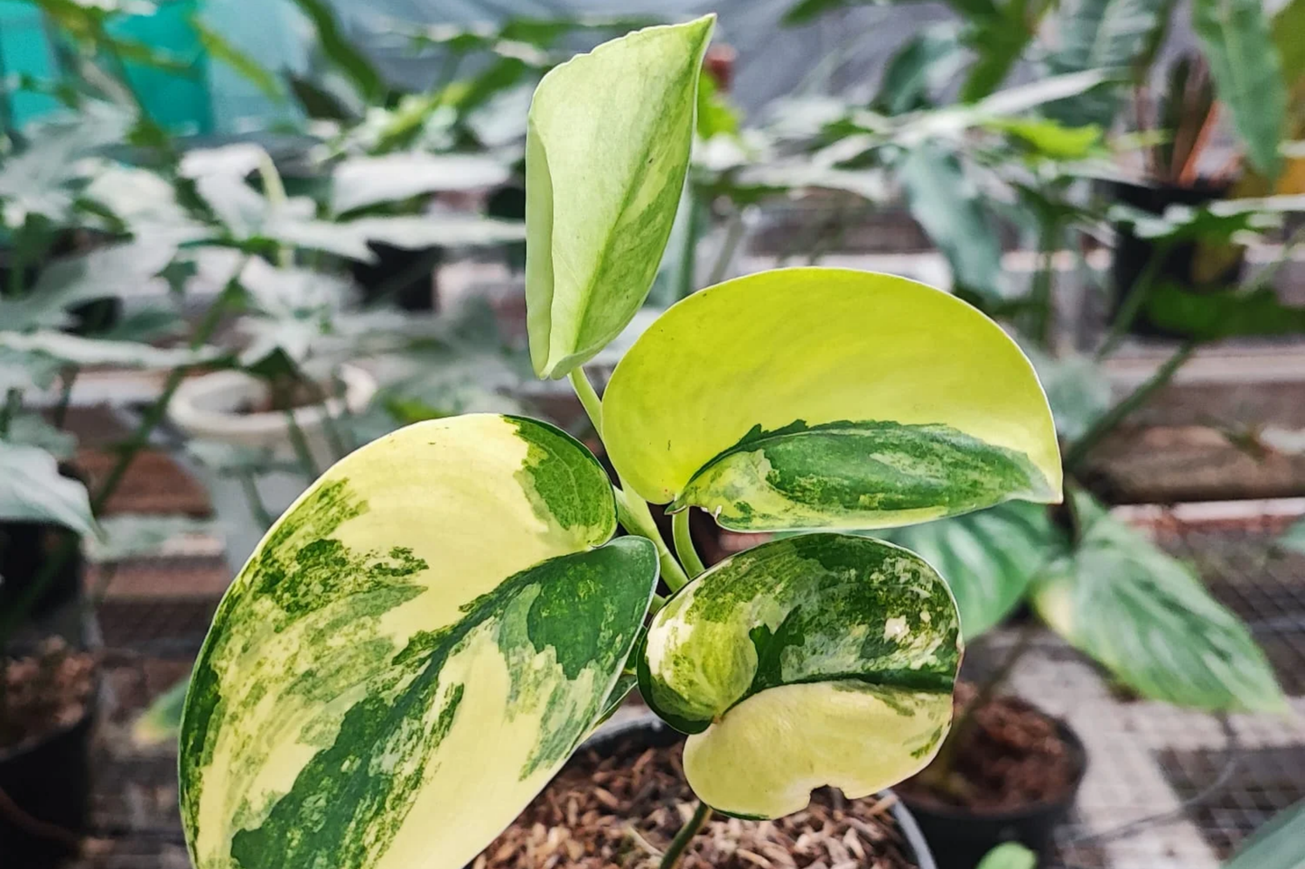 Rooted Scindapsus Jade Satin Aurea Cutting | Variegated Houseplant with Green & Yellow Foliage | Indoor Vining Plant