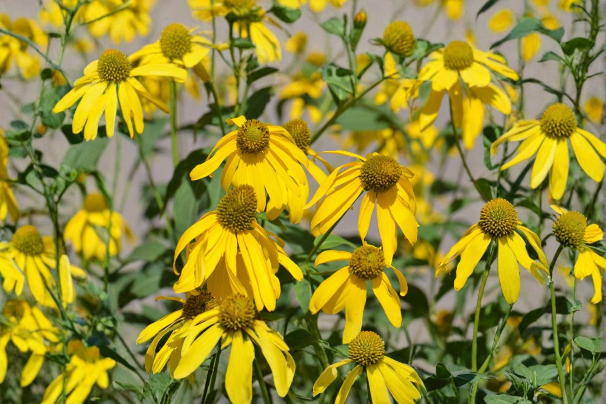 50 Cutleaf Coneflower Seeds – Rudbeckia laciniata ampla – Native Wildflower Pollinator Plant – Tall Perennial for Natural Gardens