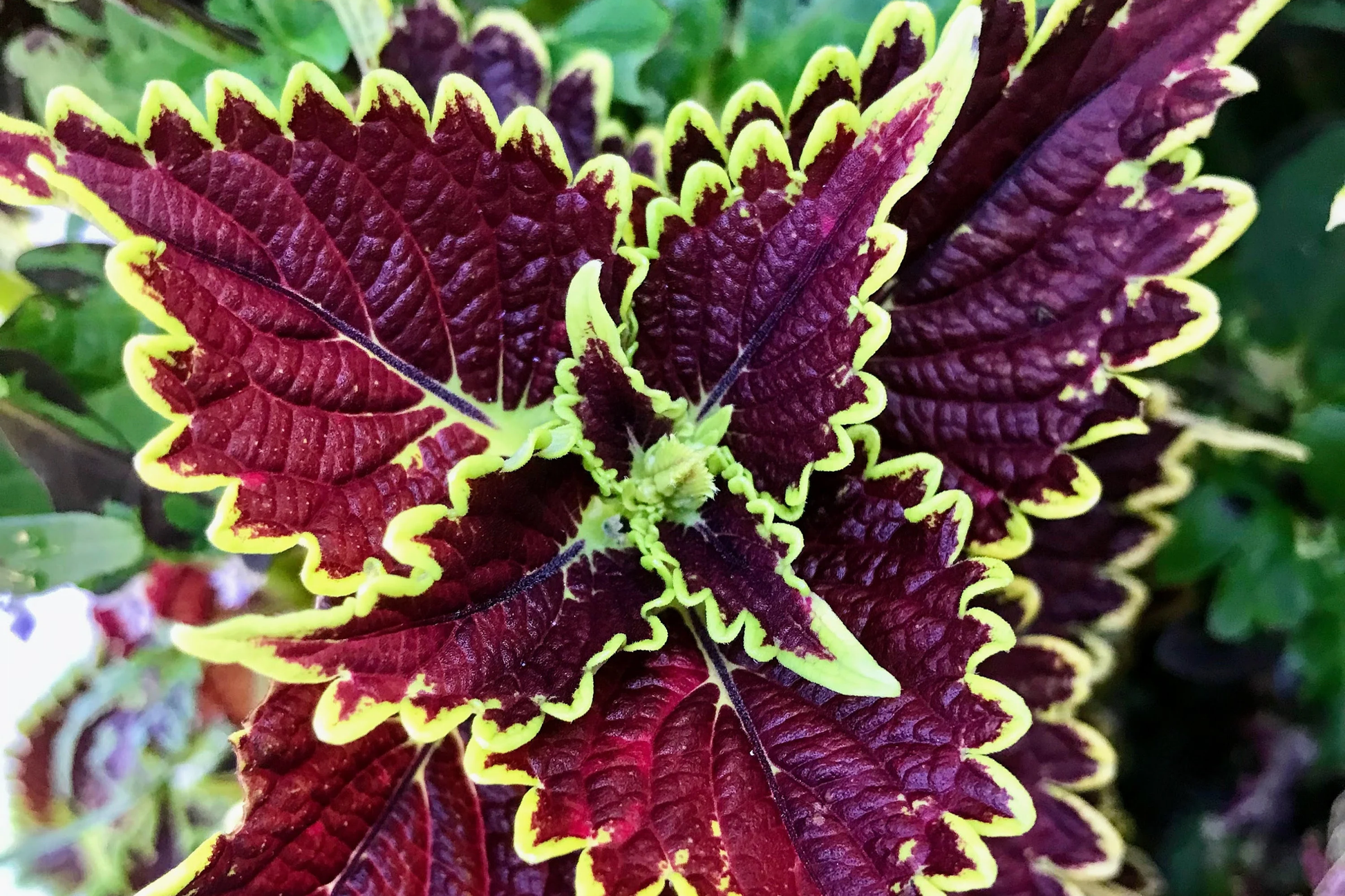 Felix Coleus Rooted Cutting - Vibrant Foliage Starter Plant for Indoor & Outdoor Gardens - Plectranthus scutellarioides
