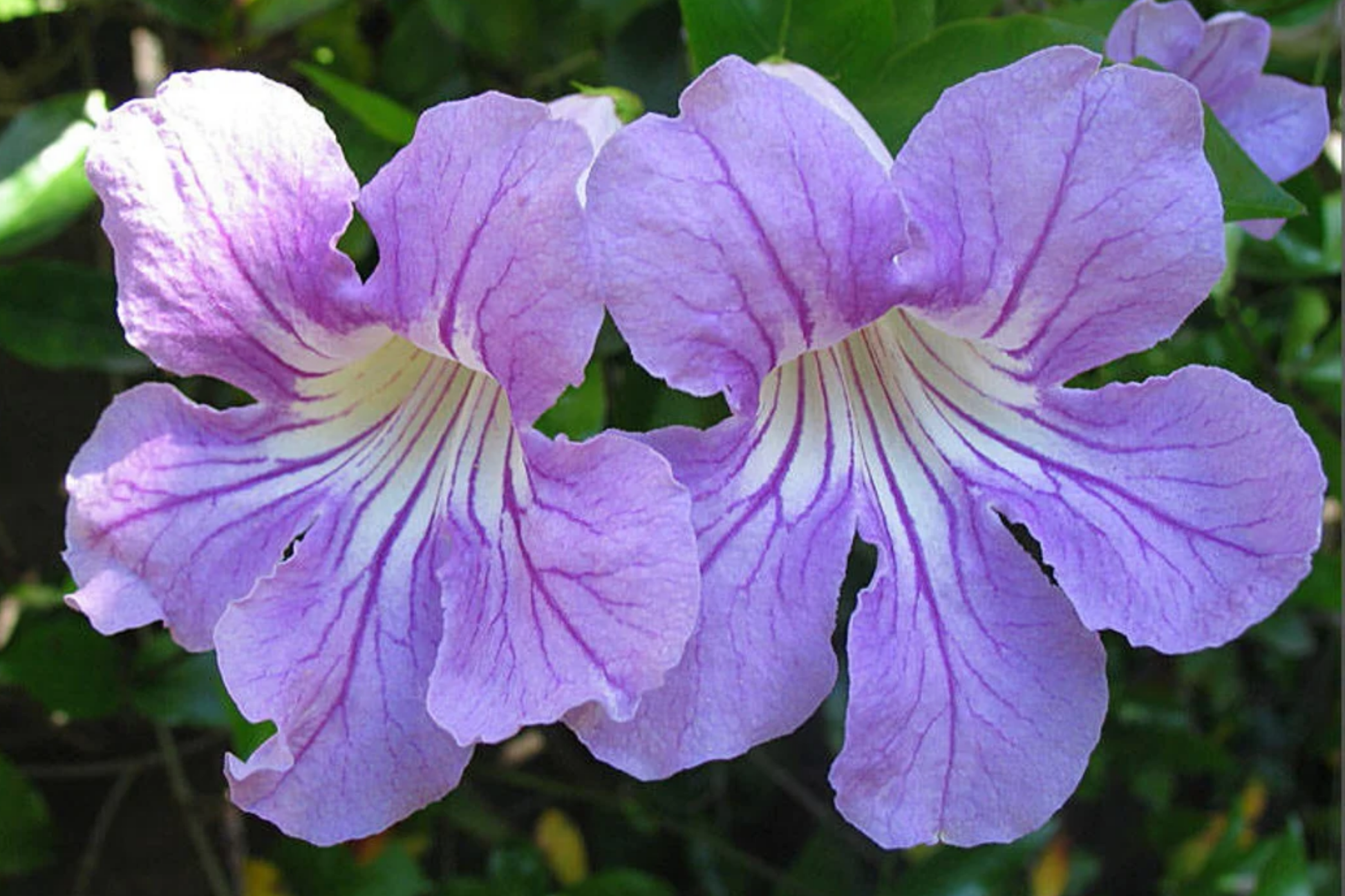 Organic Violet Trumpet Vine Cuttings - Climbing Vine with Bright Purple Flowers, Air-Purifying, USA Grown