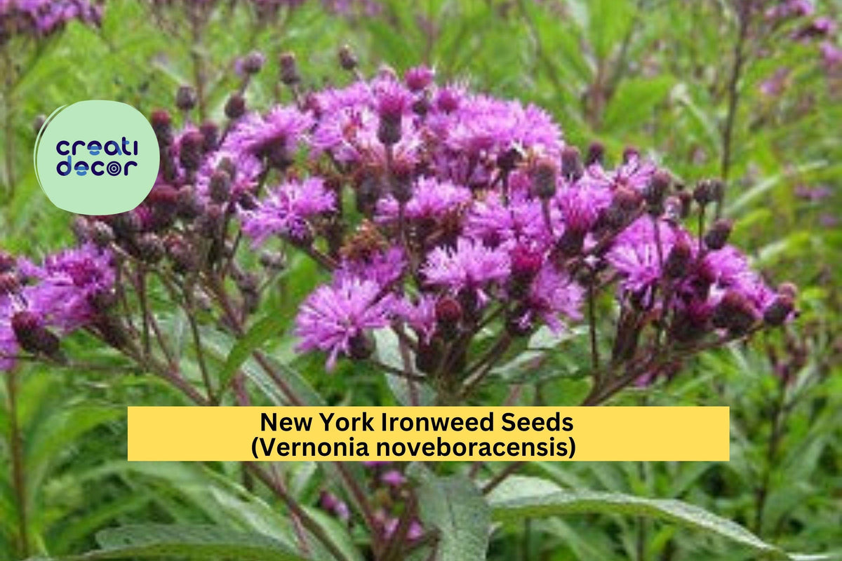 New York Ironweed Seeds - 100 Seeds - Purple Wildflower for Pollinators - Vernonia noveboracensis - Native Meadow Garden Plant
