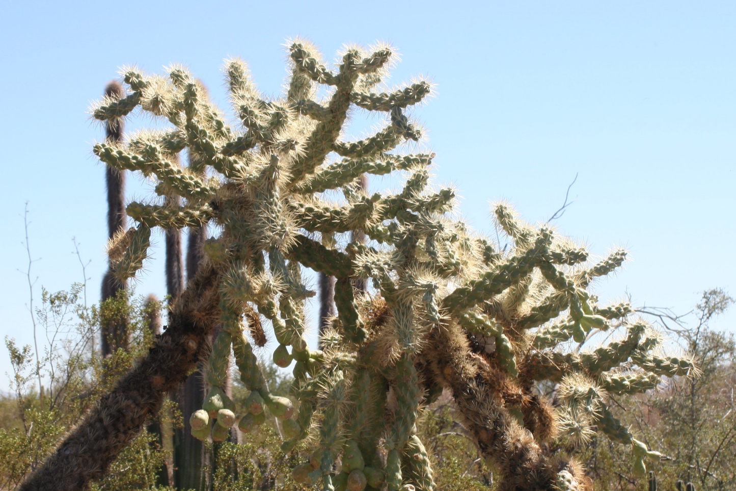 Opuntia Fulgida Cactus Cuttings - 2 Fresh 6-9 Inch Segments, Chain Fruit Cholla, Drought Tolerant, Rootone Treated, Hardy Desert Plant