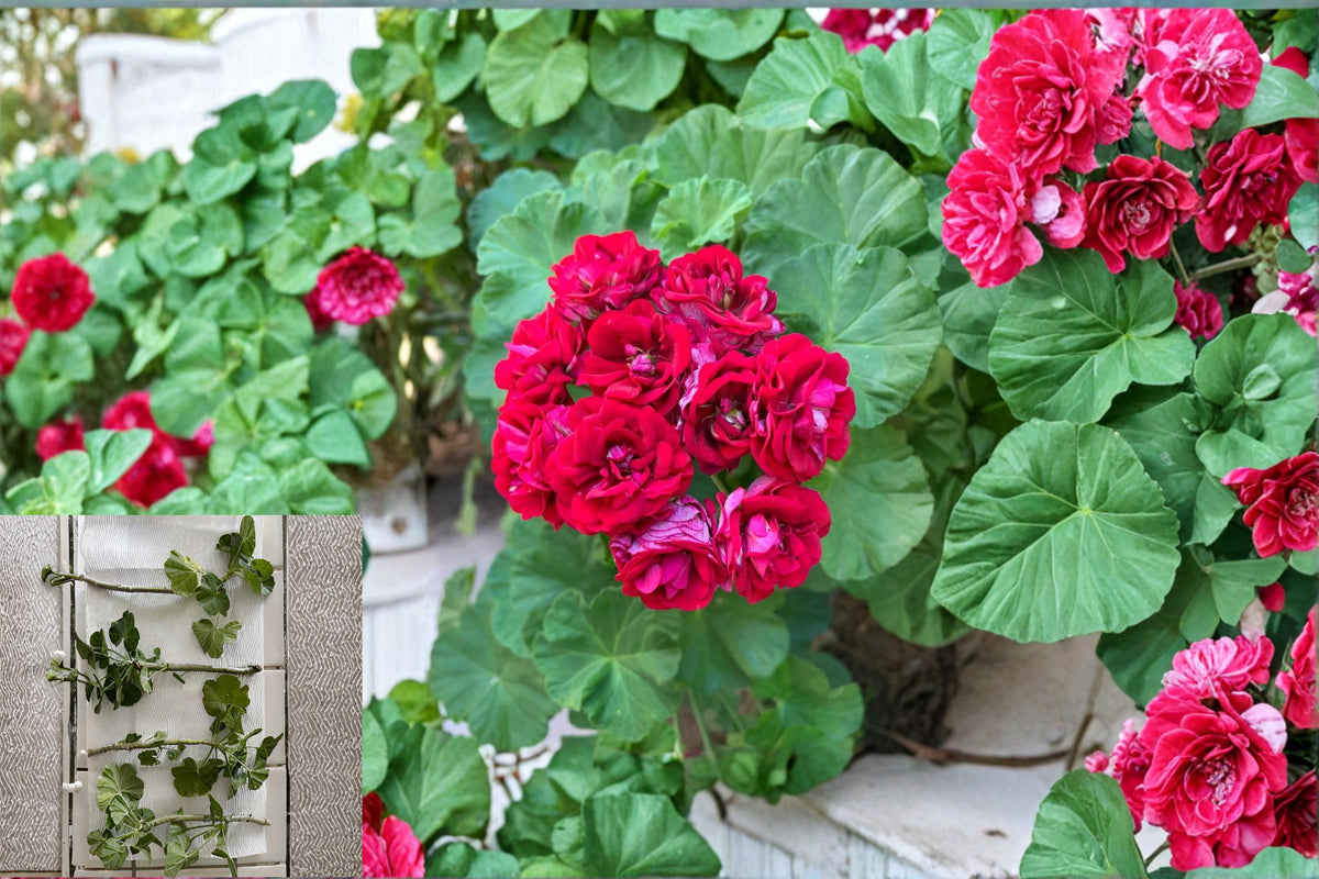 Double Red Geranium Cuttings - 4 Fresh Pelargonium Cuttings for Container Gardening, Ornamental Flowers