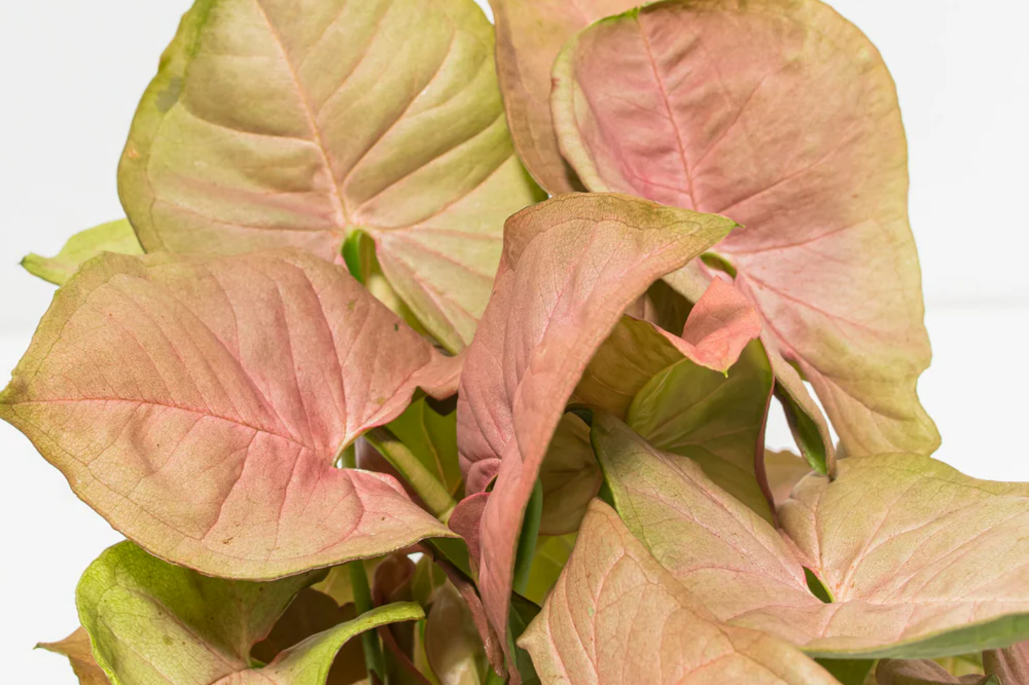 Neon Robusta Pink Syngonium Starter Cutting - 6" Vining Houseplant with Rose-Pink Foliage, Syngonium Podophyllum